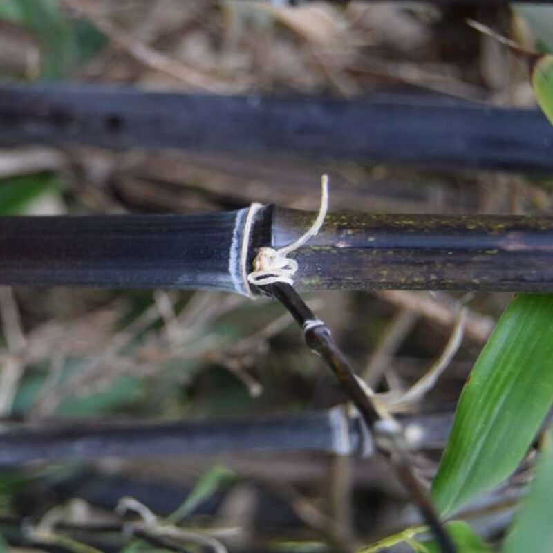 Phyllostachys nigra 40-60 cm